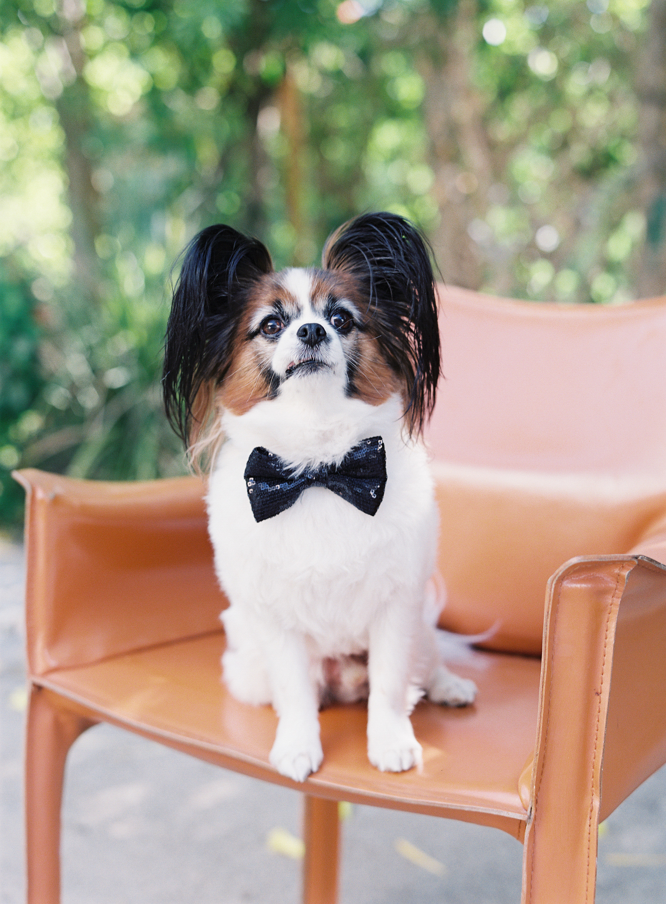 puppies in bow ties