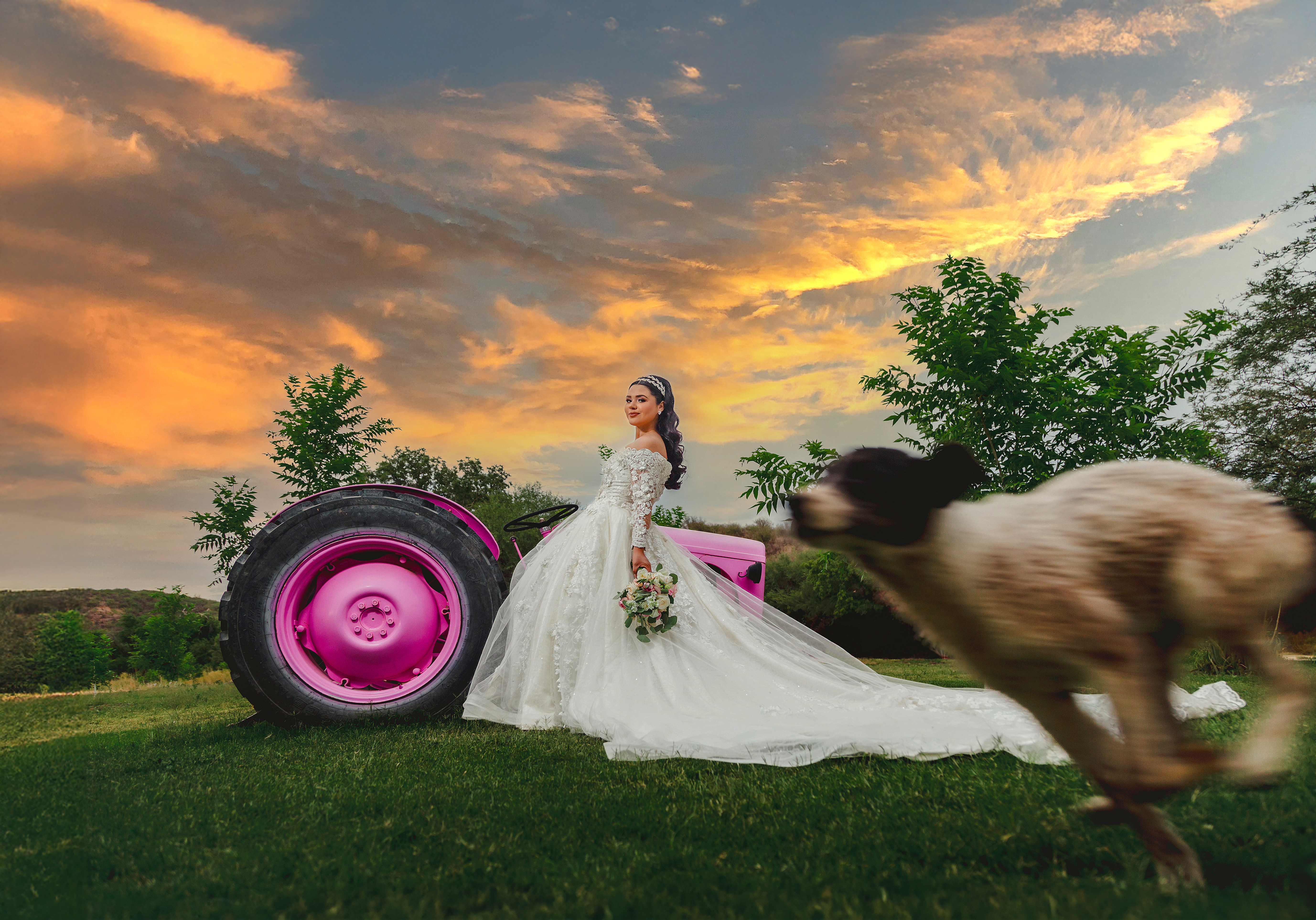 Bride next to pink tractor and running dog in foreground- photo by Daniel Duarte