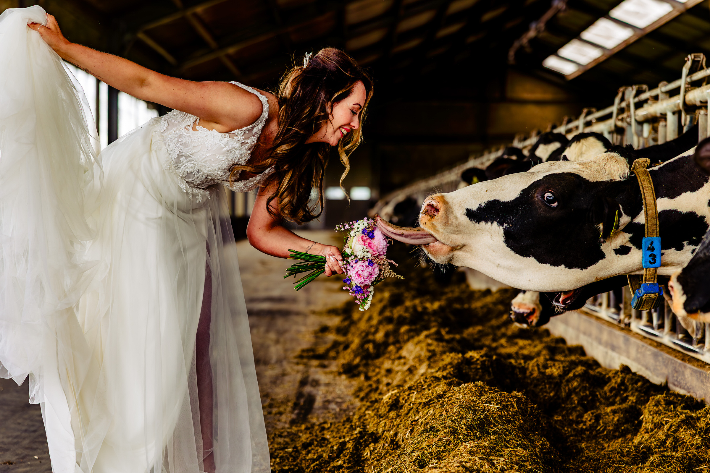 Cow licks the bouquet, photo by Eppel Photography, Netherlands wedding photographers