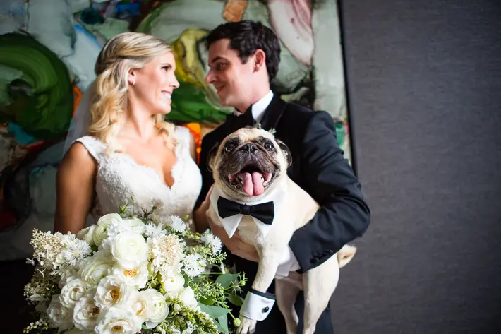 Boxer in bow tie steals the show - photo by La Vie Photo