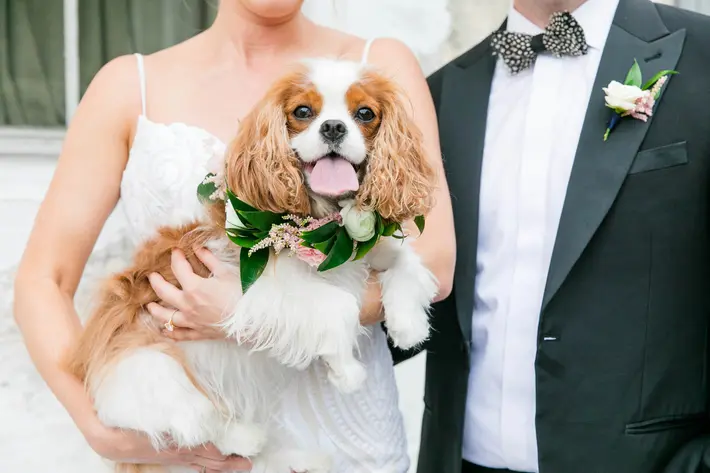 groom-and-bride-holding-dog-worlds-best-wedding-photos-2020-dana-cubbage-weddings