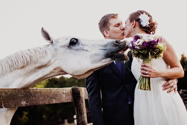 horse-getting-into-bride-and-groom-kiss-photo-by-ken-pak-photography