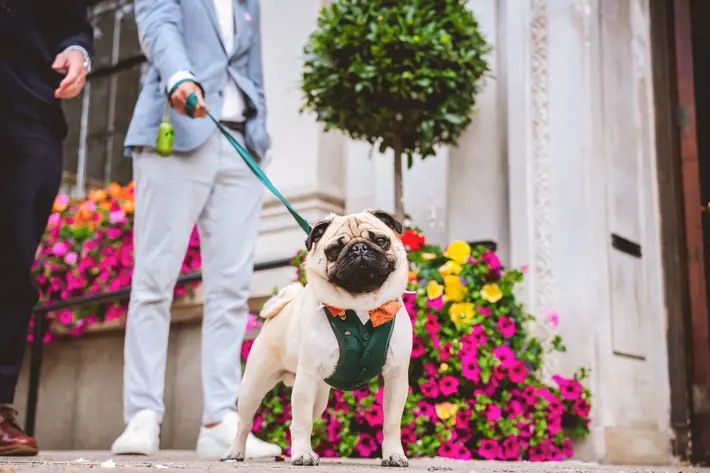 cute-pug-in-orange-dark-green-tuxedo-and-bowtie-andrew-billington-photography