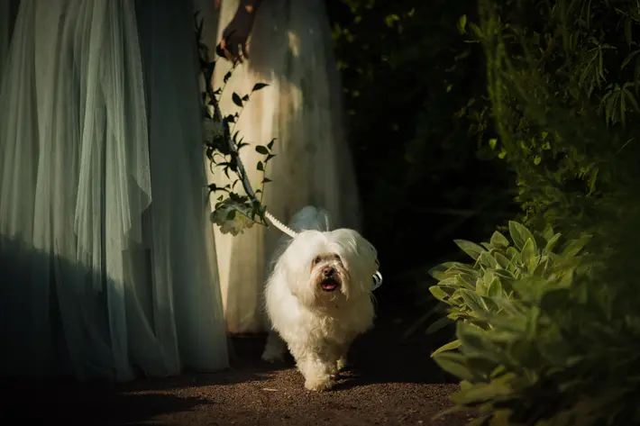 Action portrait of fluffy white dog Joe Payne Photography