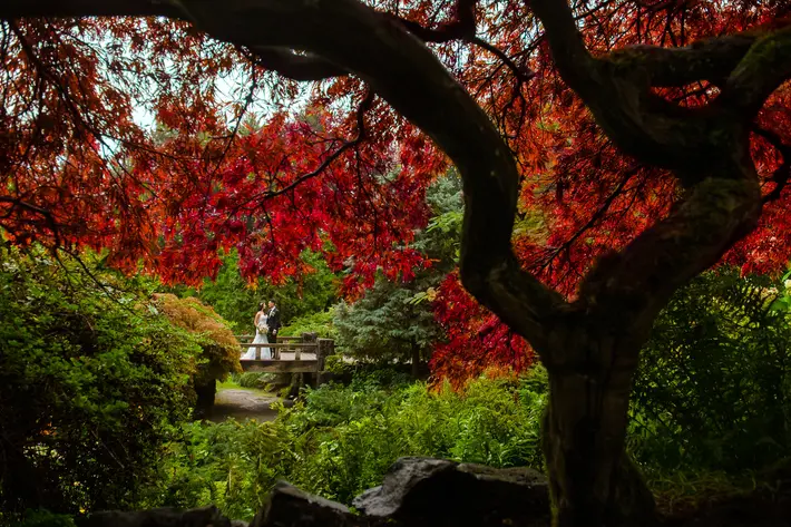Fall wedding portrait of couple under maple trees, photographed by David and Sherry Photography, Vancouver B.C.