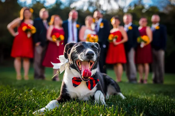 Dog at weddings, spaniel in bow tie photographed by Bee Two Sweet, DC wedding photographers