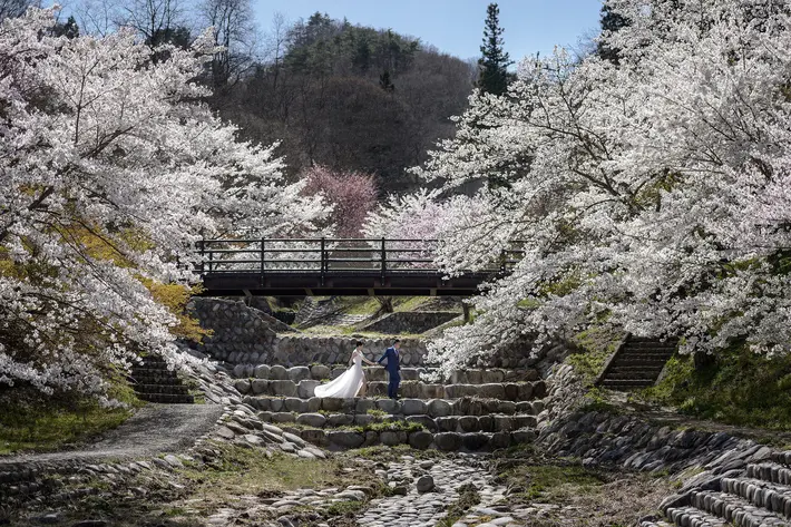 Cherry blossoms and spring bridal bouquets photographed by 37 Frames Tokyo wedding photographers